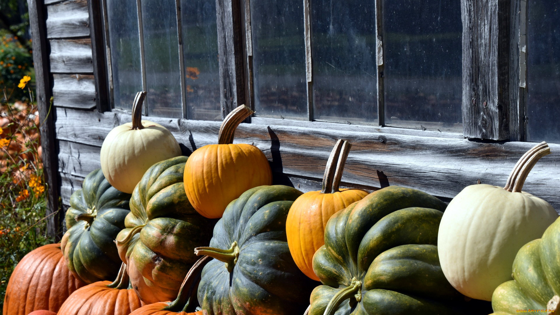 еда, тыква, урожай