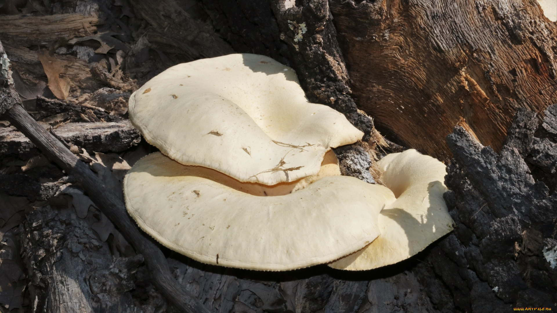 природа, грибы, грибная, семейка