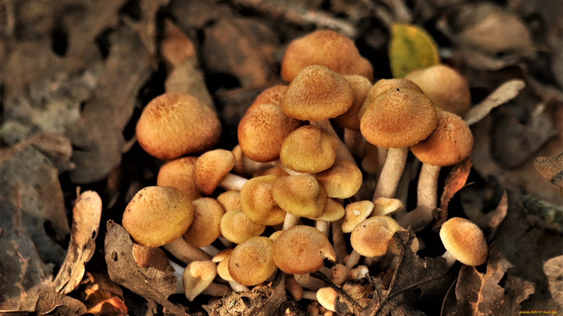 природа, грибы, опята