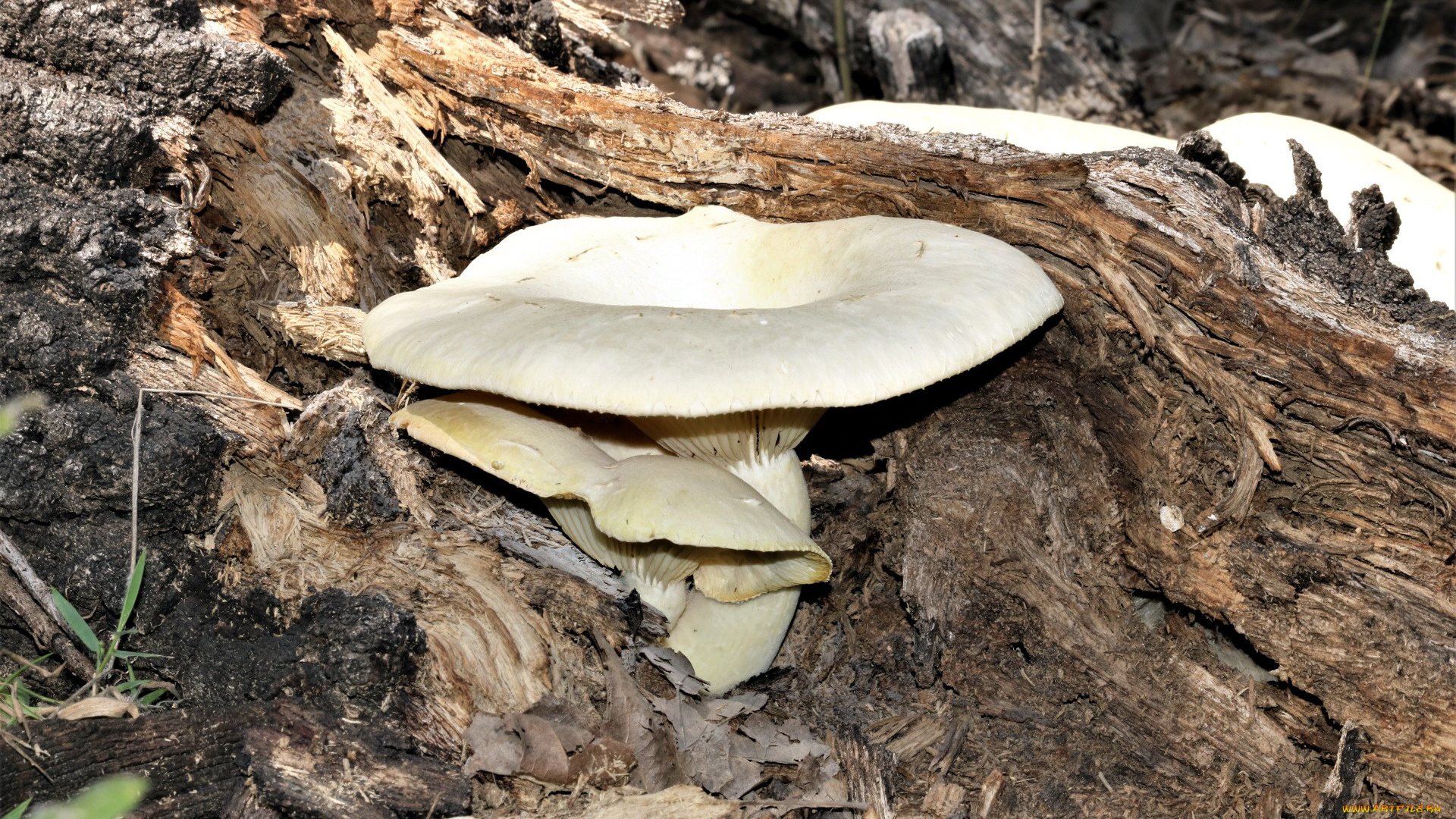 природа, грибы, шляпка