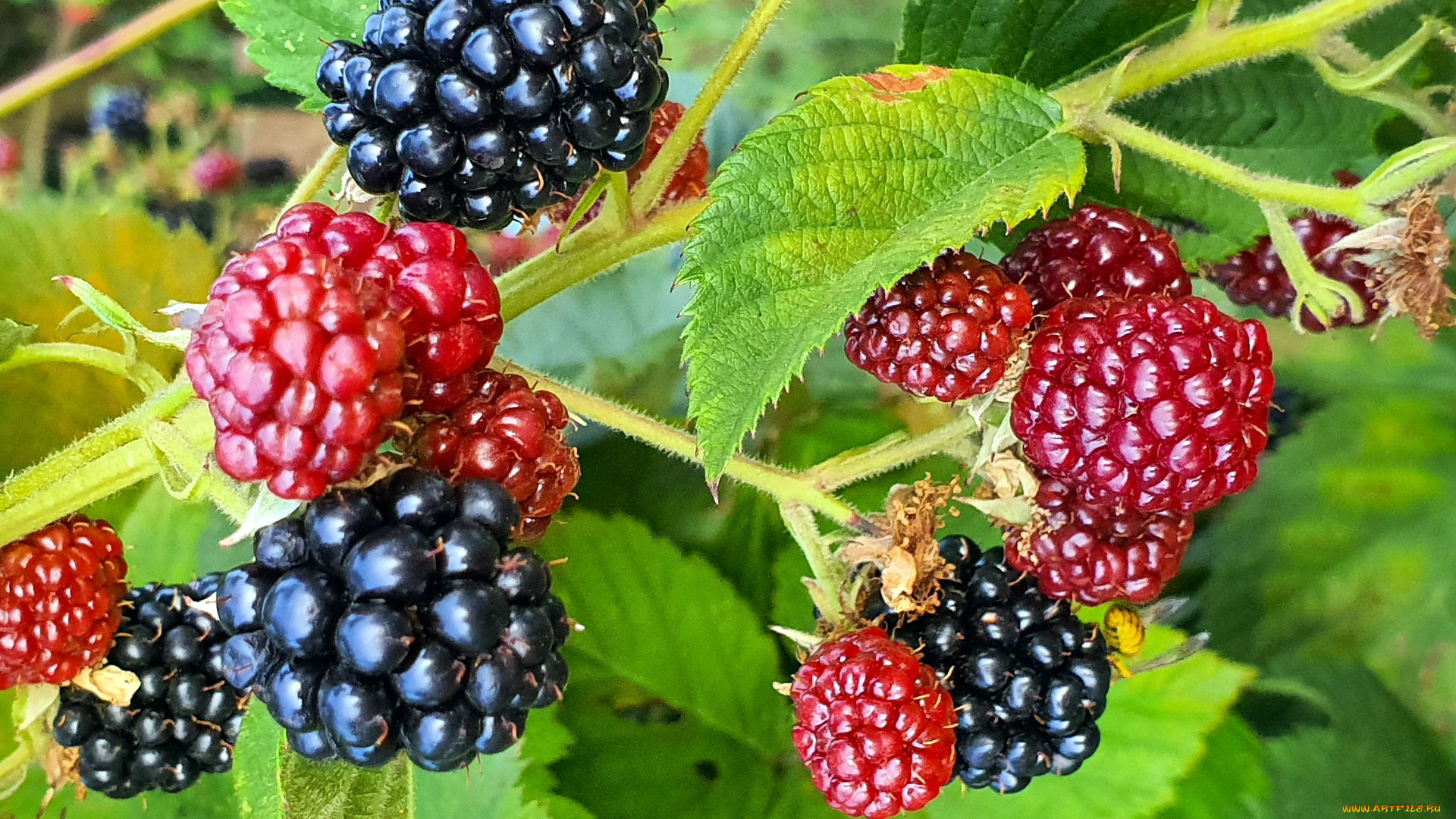 природа, ягоды, ежевика