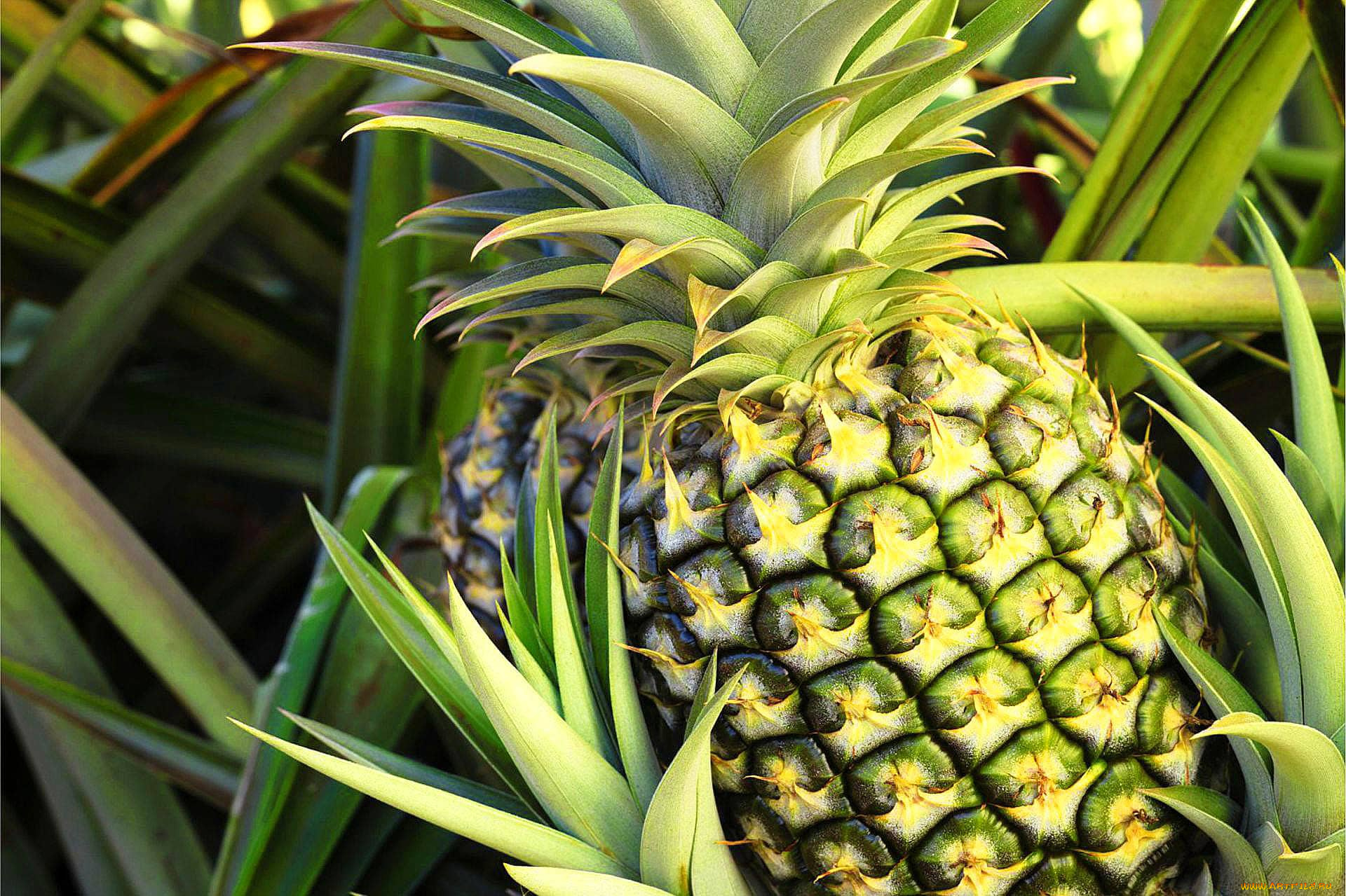 еда, ананас, фрукт