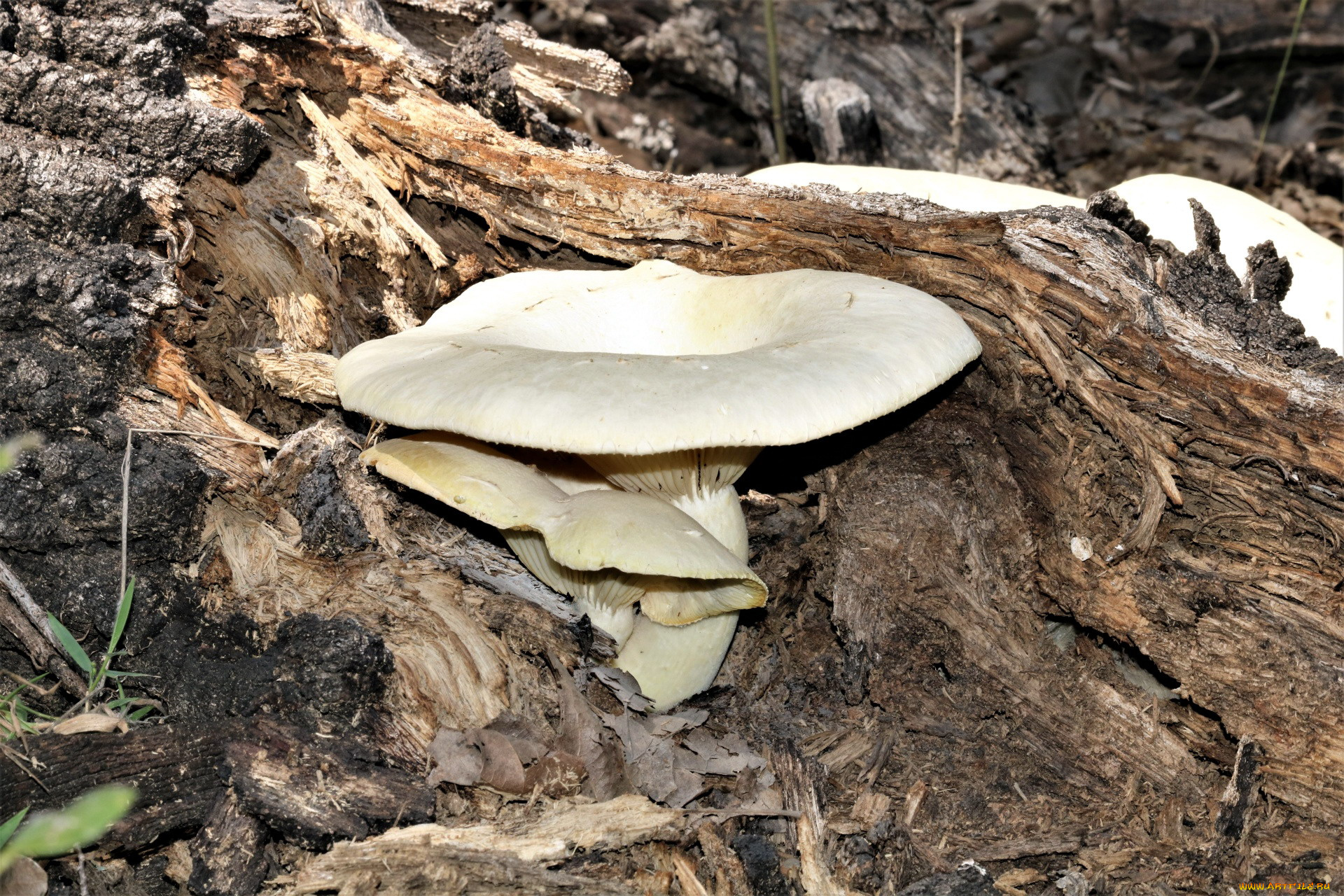 природа, грибы, шляпка