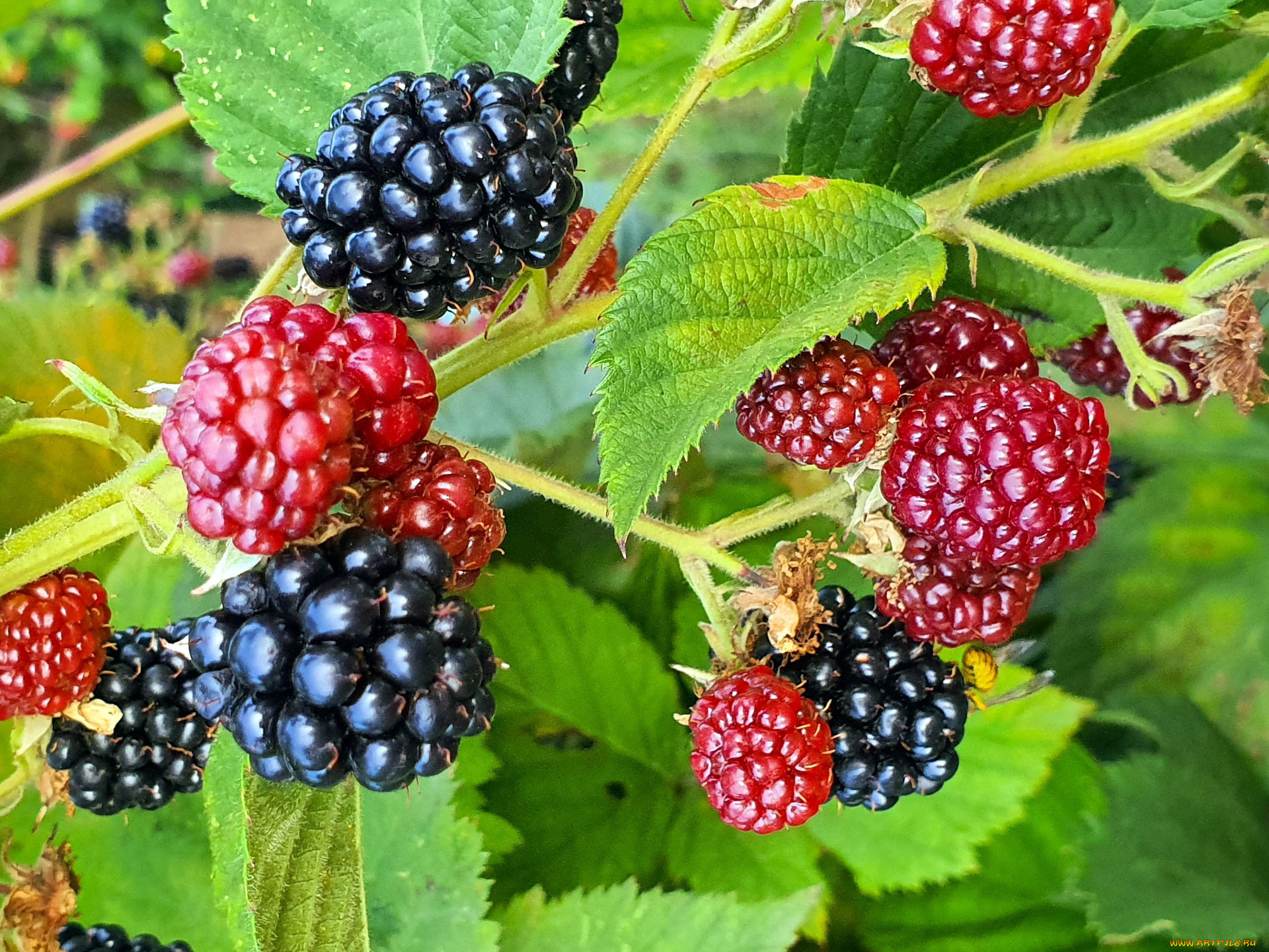 природа, ягоды, ежевика