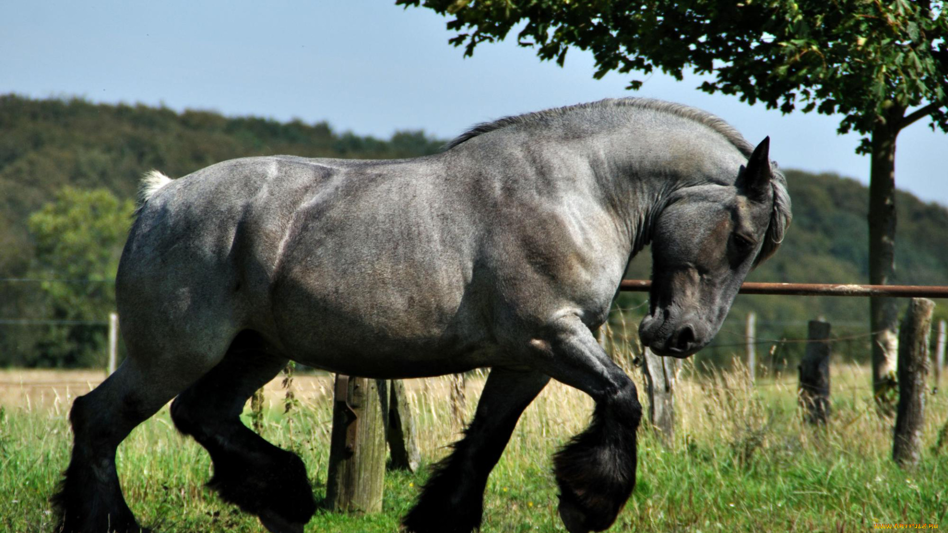 belgian, brabanson, животные, лошади, belgian, brabanson, животное, лошадь, копытное, грива, хвост, тяжеловоз