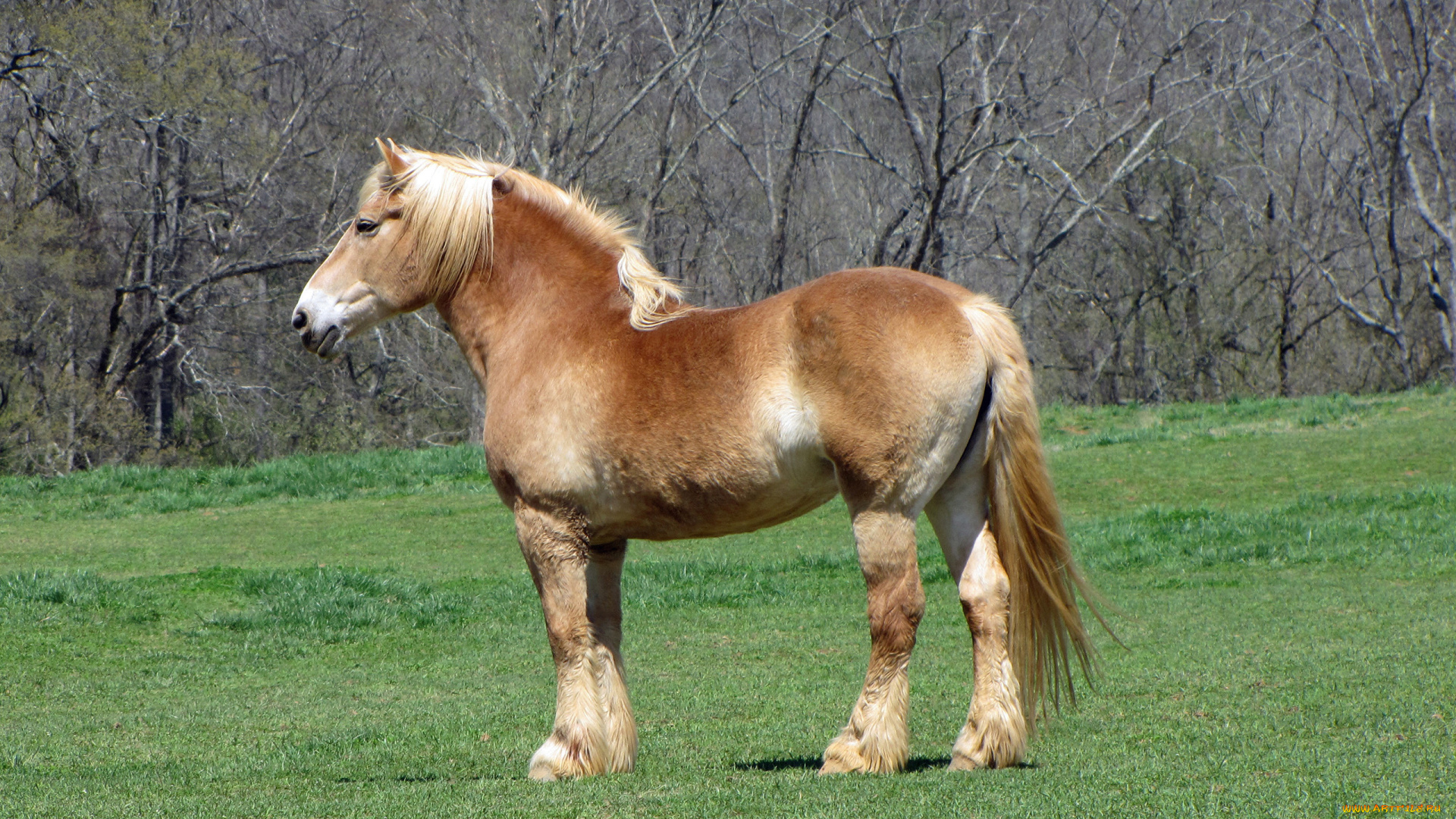 belgian, brabanson, животные, лошади, belgian, brabanson, животное, лошадь, копытное, грива, хвост, тяжеловоз