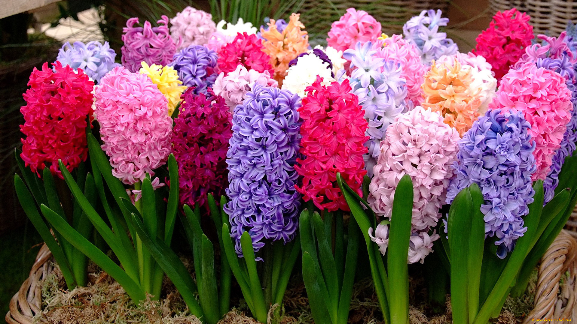 цветы, гиацинты, разноцветные