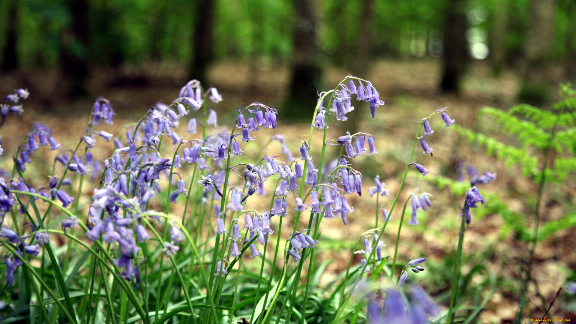 цветы, колокольчики, лиловый