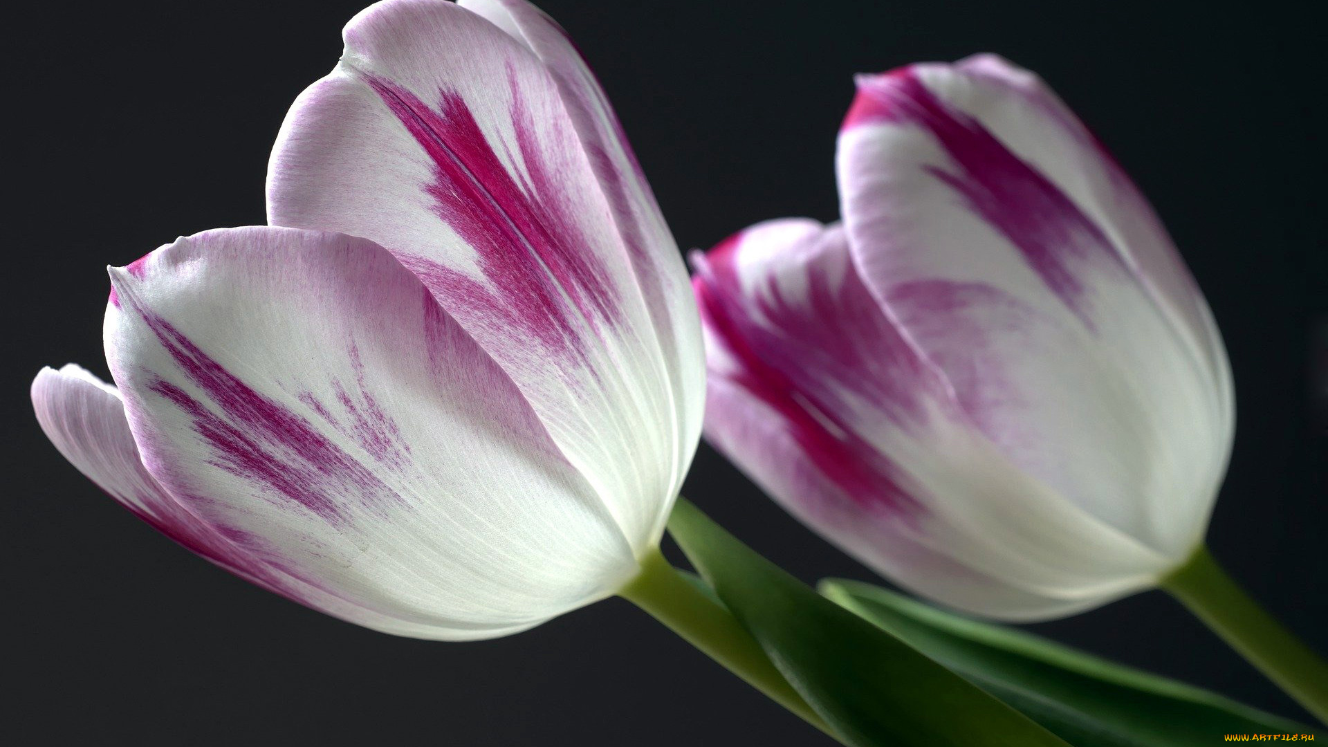 цветы, тюльпаны, дуэт