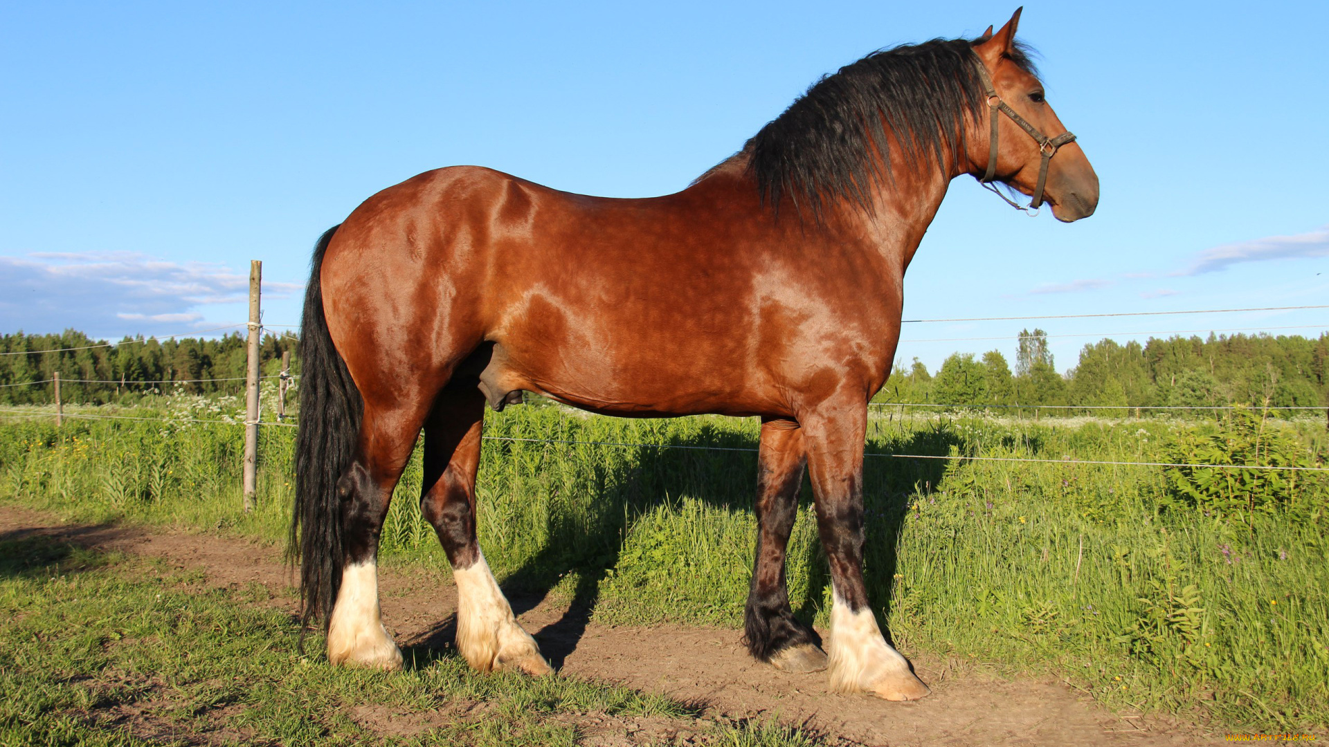владимирский, тяжеловоз, животные, лошади, владимирский, тяжеловоз, конь, лошадь, грива, хвост, красавец, копытное, домашнее