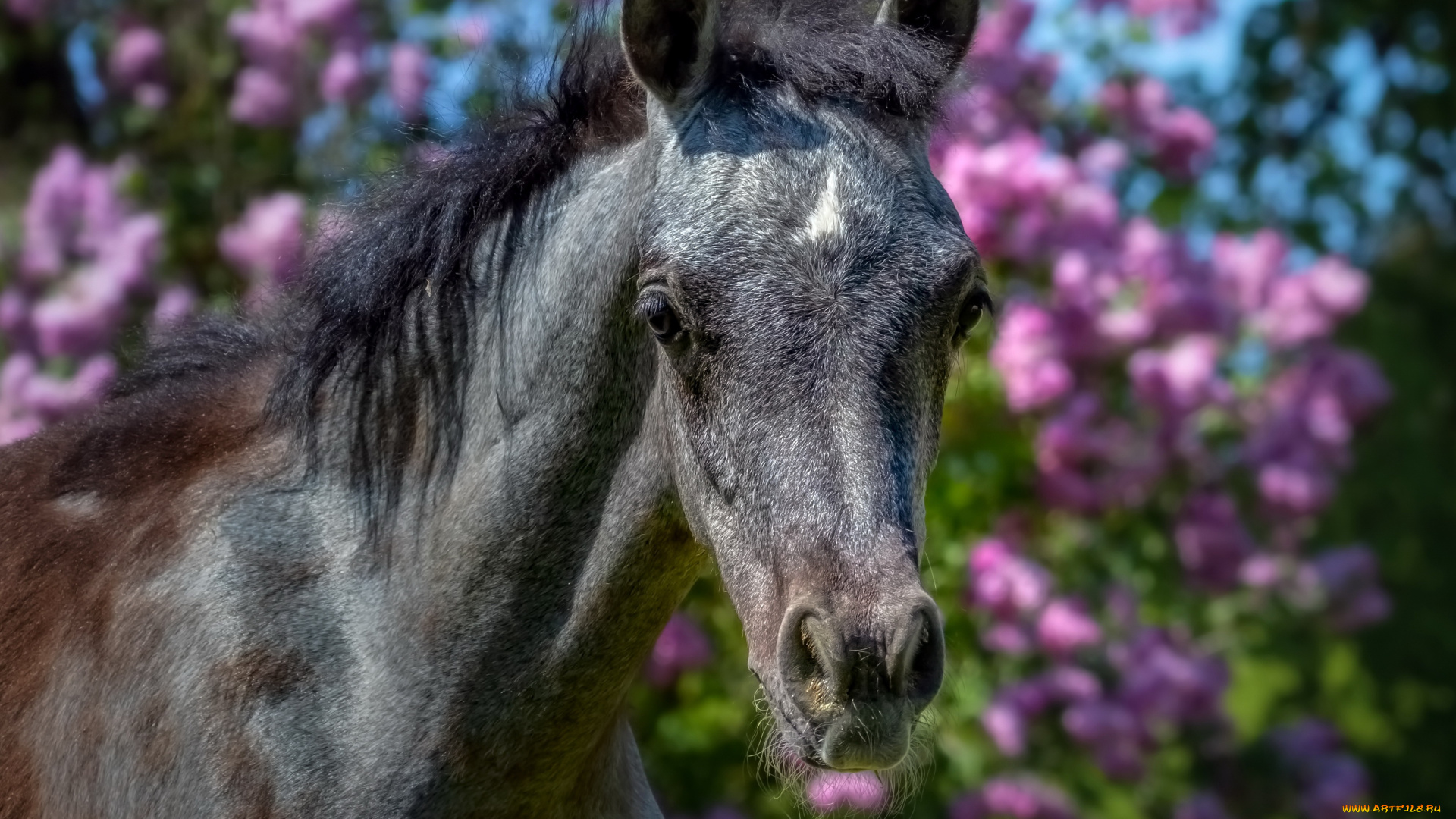животные, лошади, жеребенок, цветы