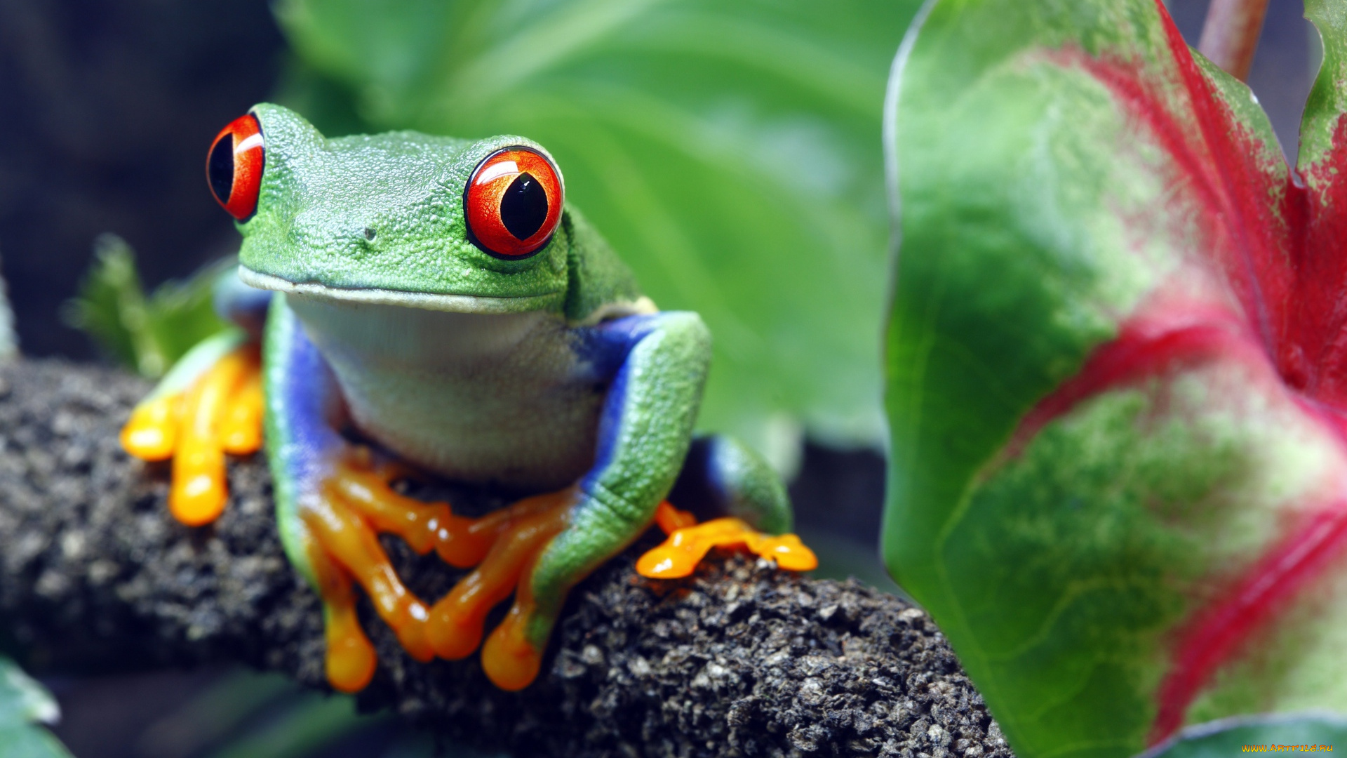 животные, лягушки, лягушка, древесная, ветка, листья