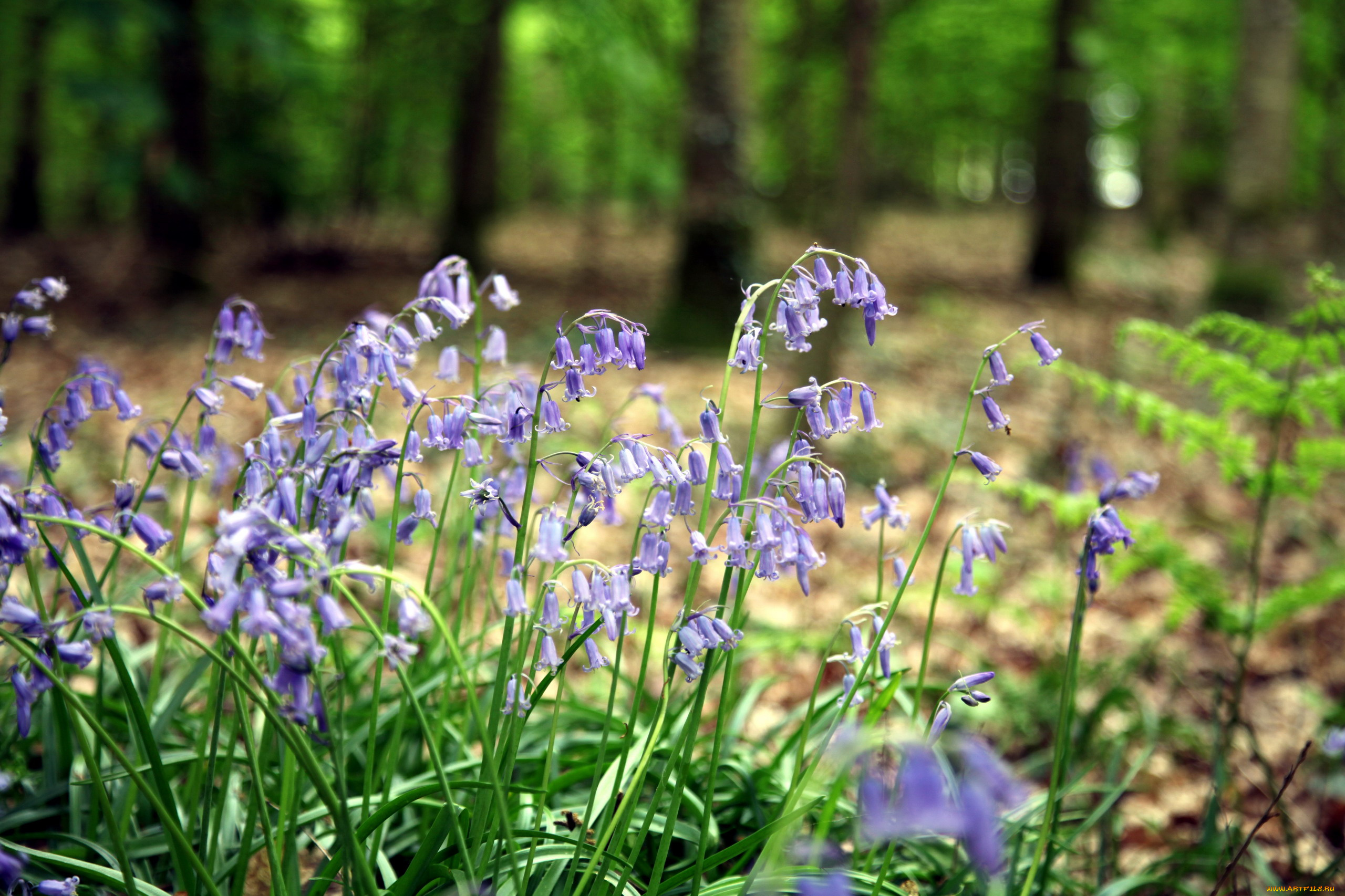 цветы, колокольчики, лиловый