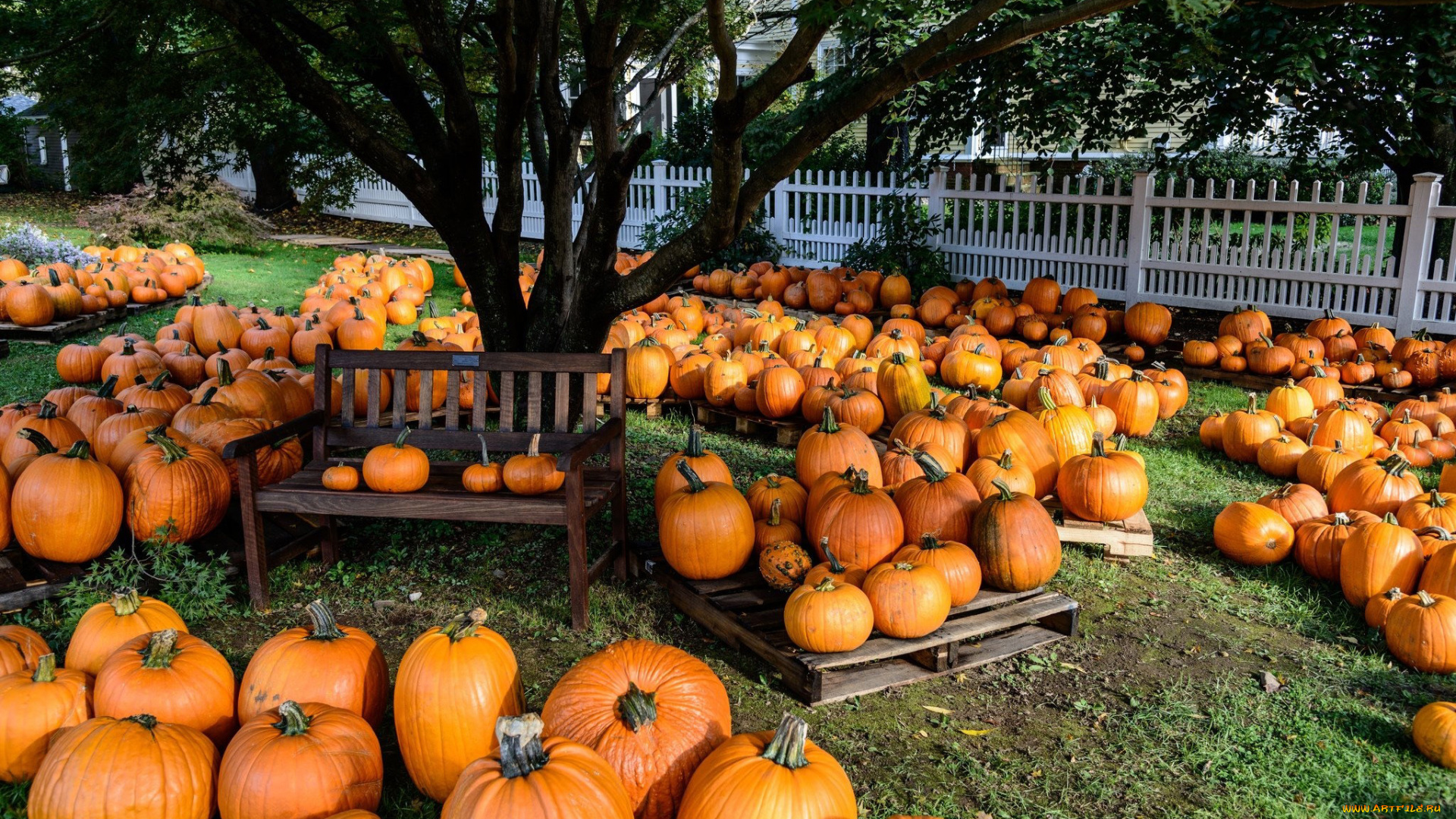 еда, тыква, оранжевые, тыквы, много, урожай