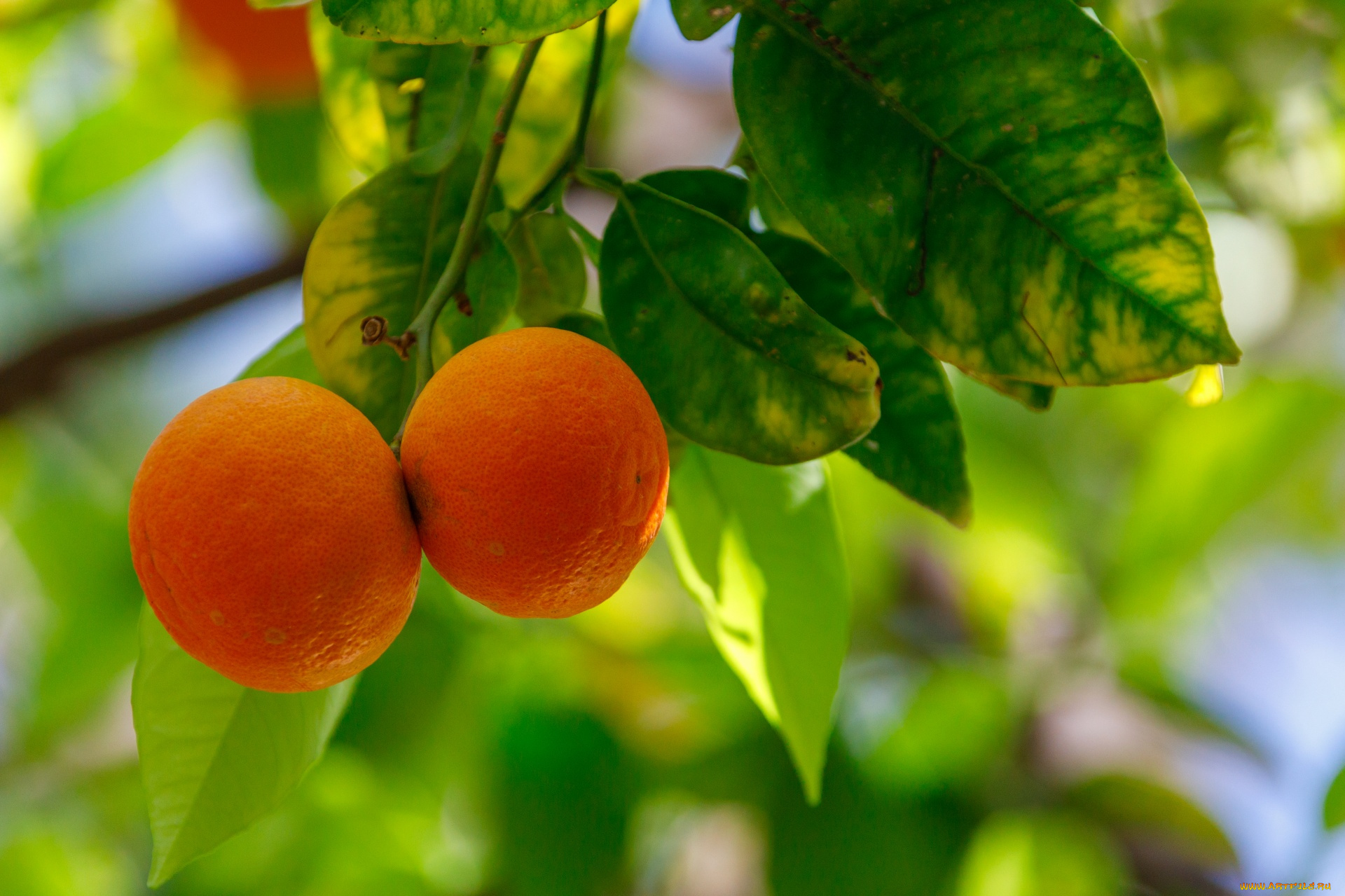 природа, плоды, апельсины