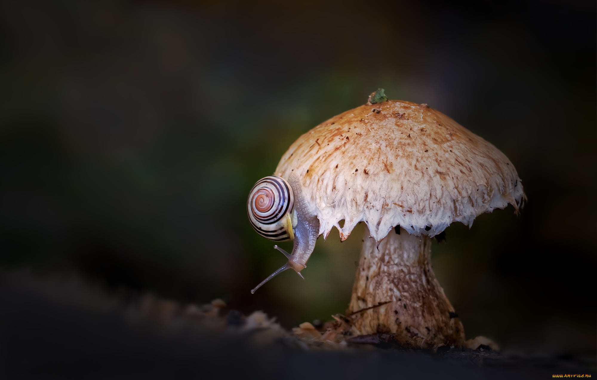 животные, улитки, природа, фон, гриб, улитка, боке