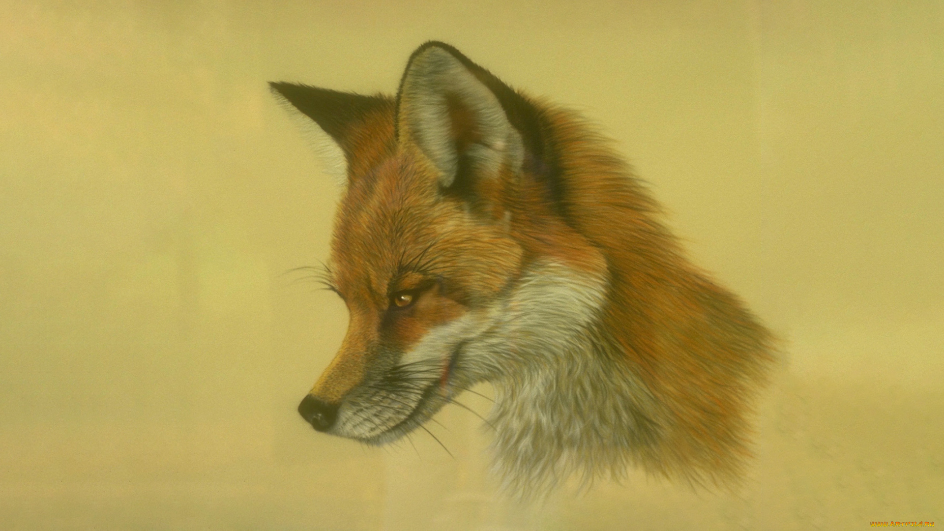 295873, рисованное, животные, , лисы, обыкновенная, лисица