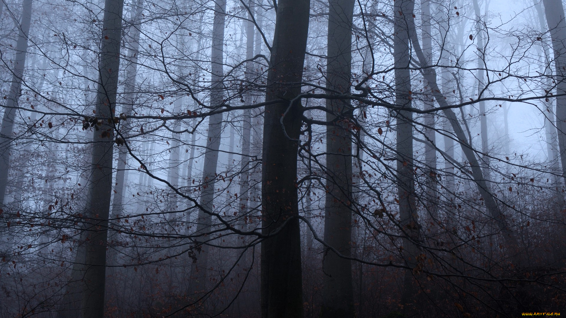 природа, лес, деревья, осень