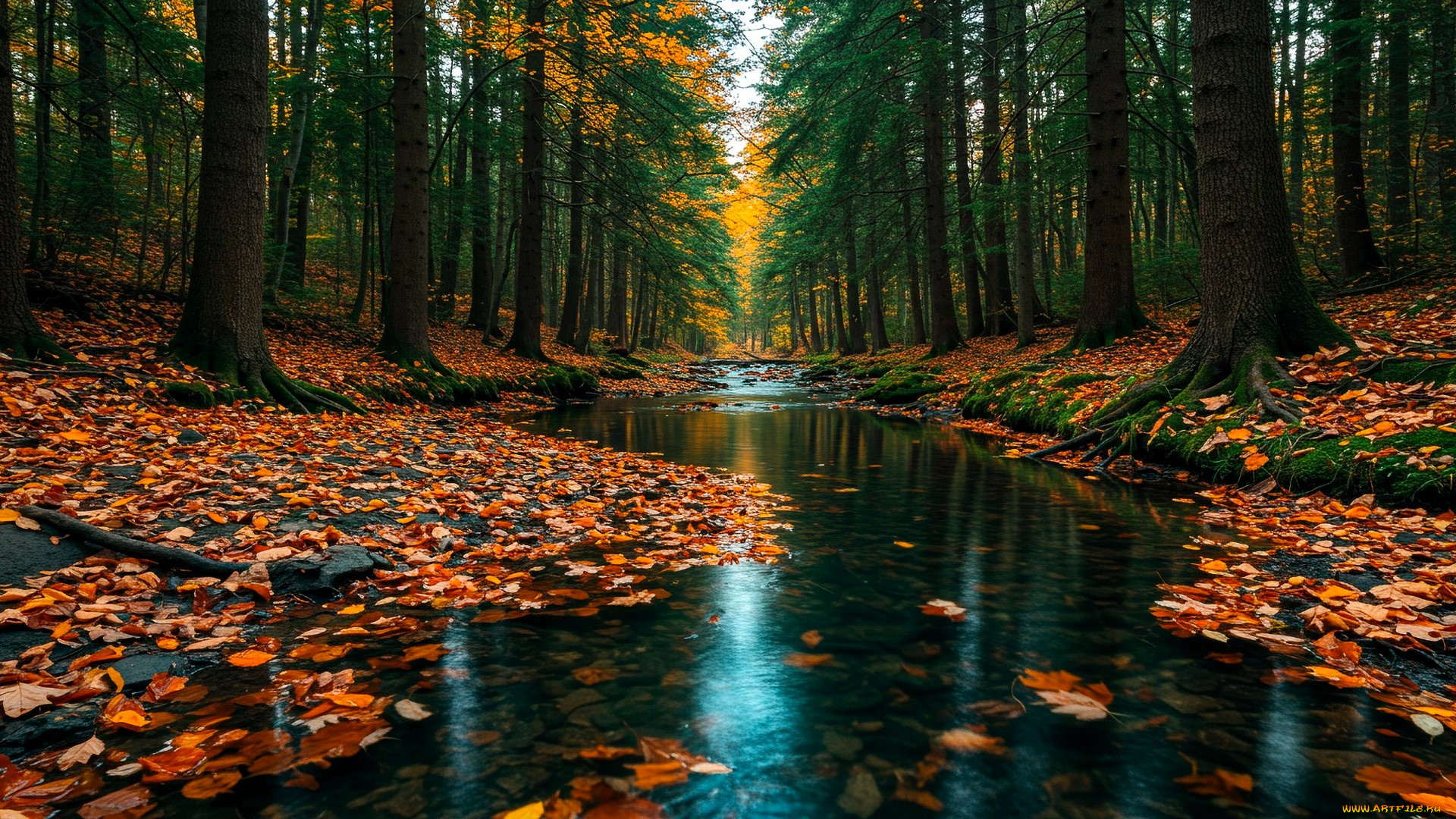 природа, реки, озера, лес, осень, листья, ручей