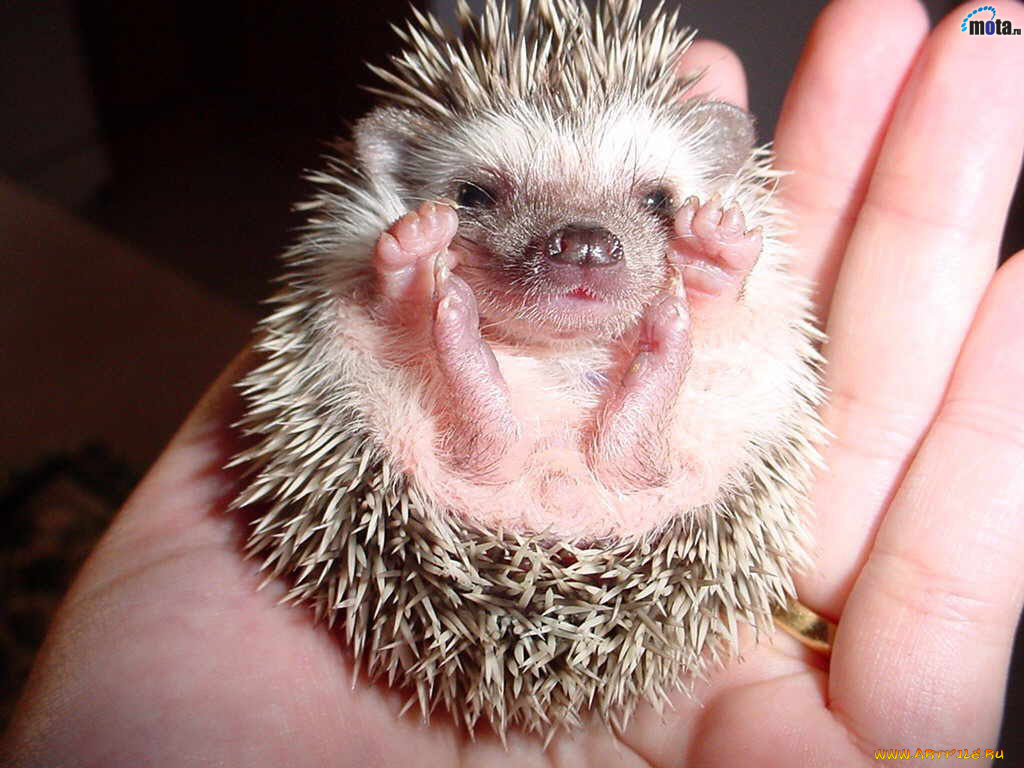 животные, ежи