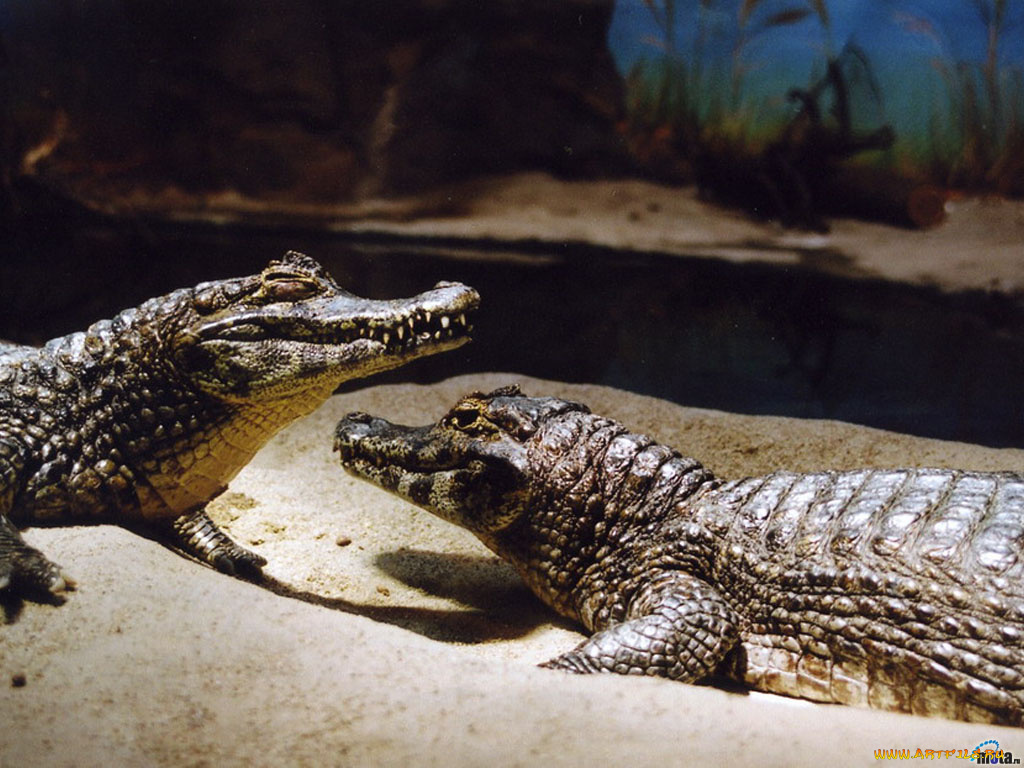 животные, крокодилы