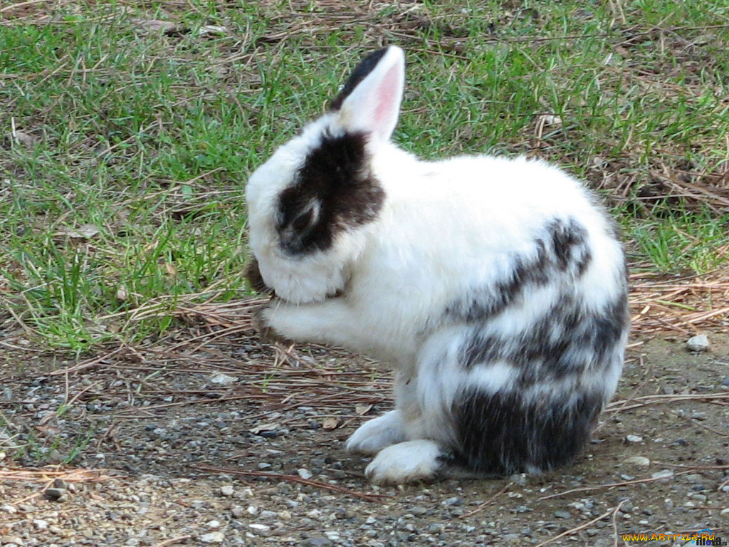 животные, кролики, зайцы