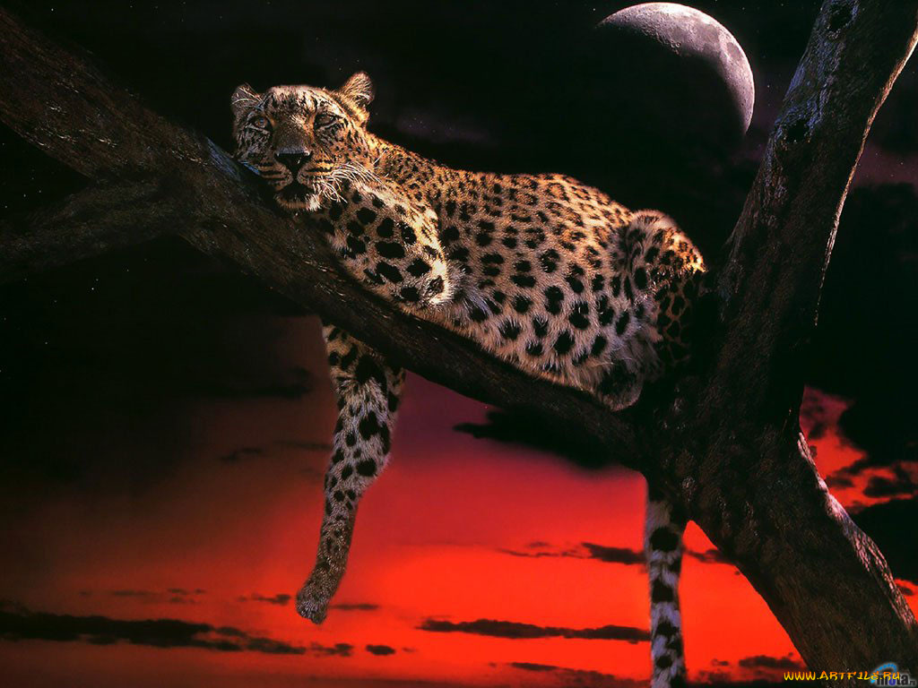 животные, леопарды