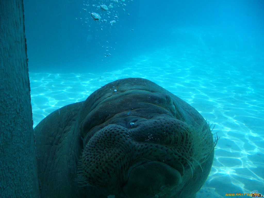 животные, моржи