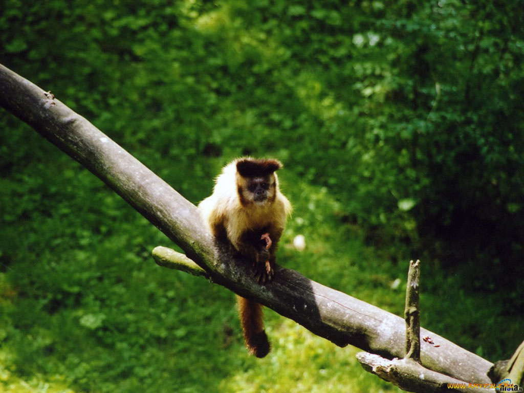 животные, обезьяны
