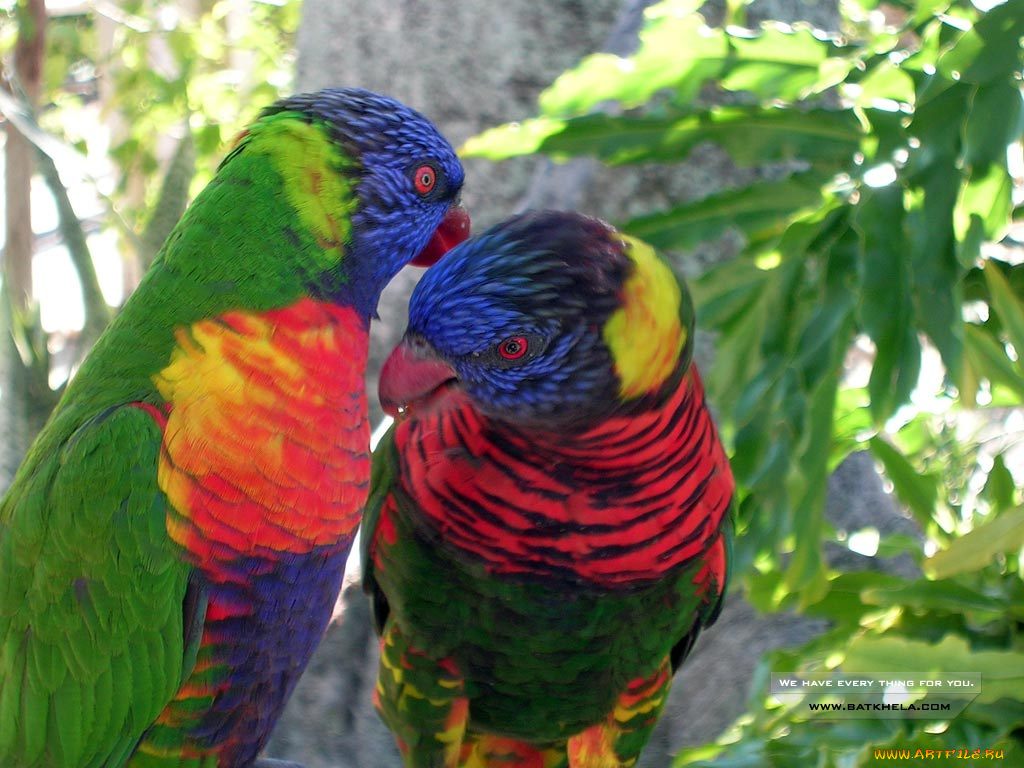 животные, попугаи