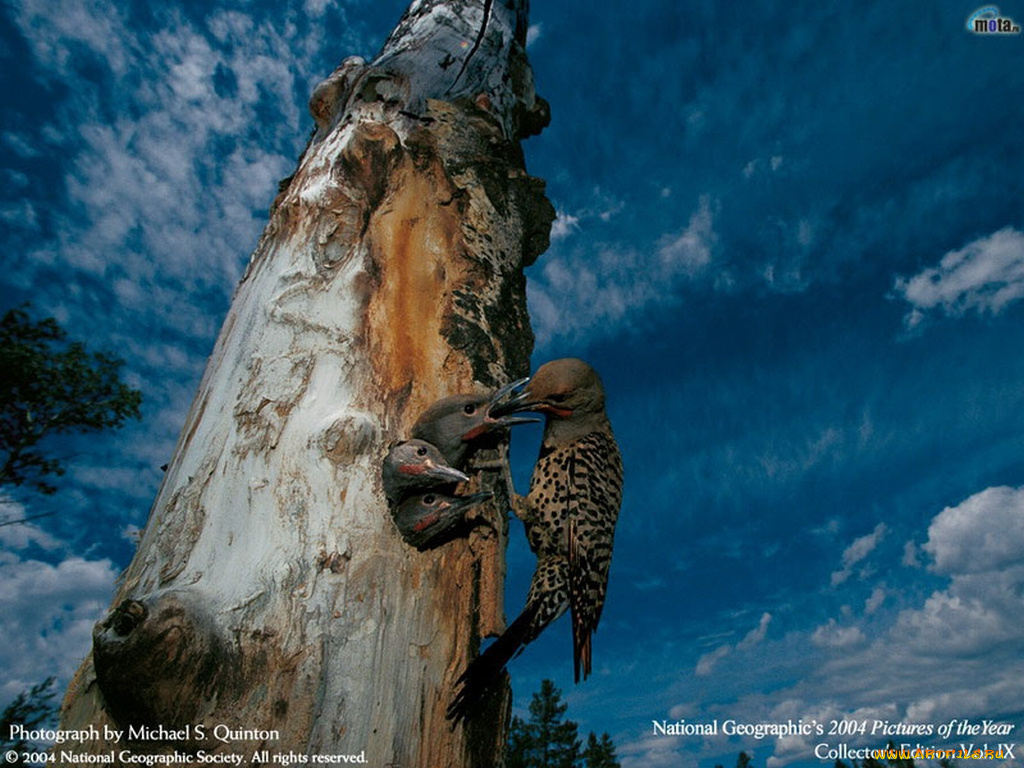 животные, птицы