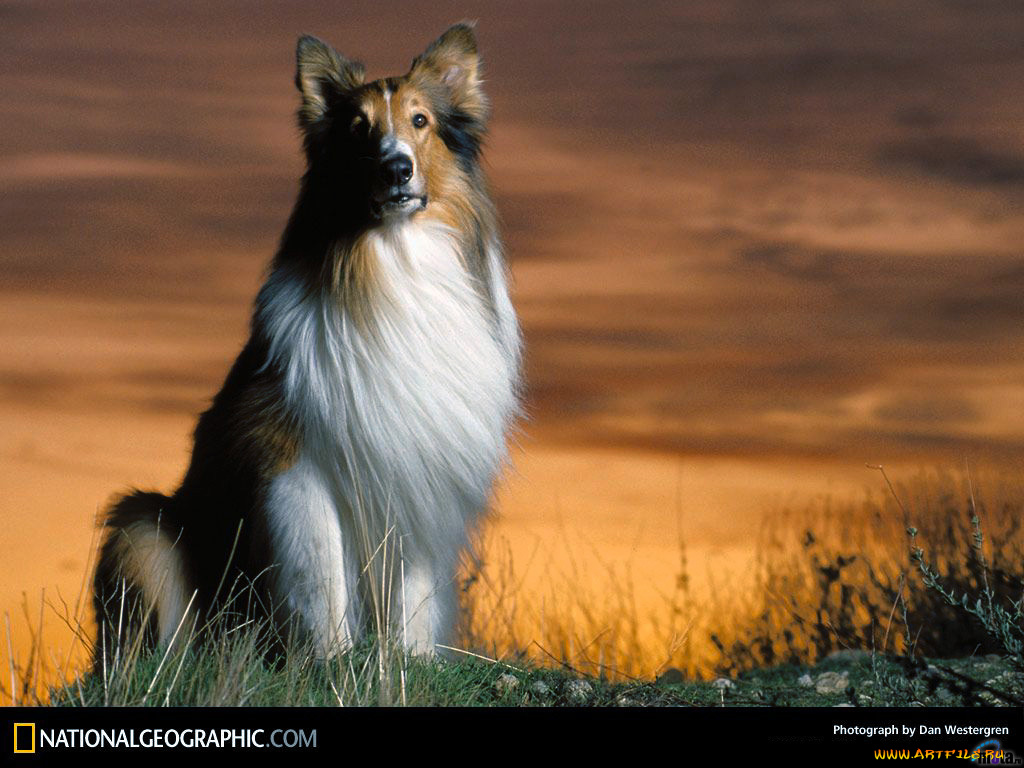 животные, собаки