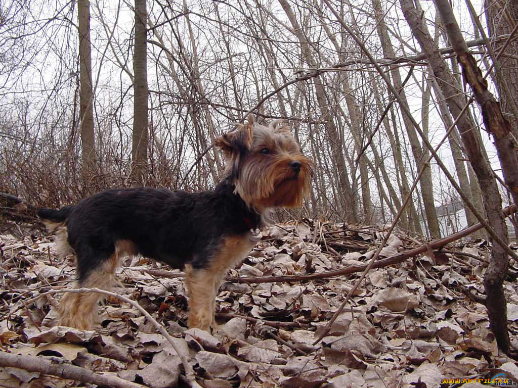 животные, собаки