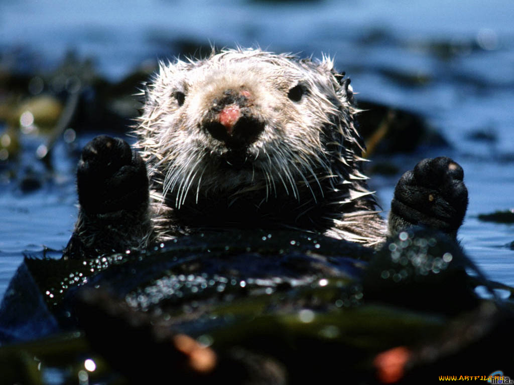 животные, выдры, каланы, ондатры