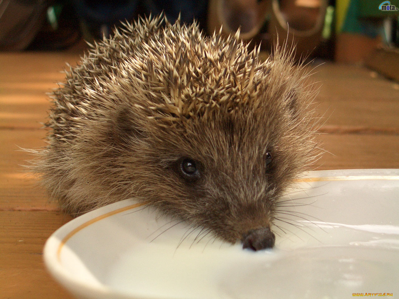 животные, ежи