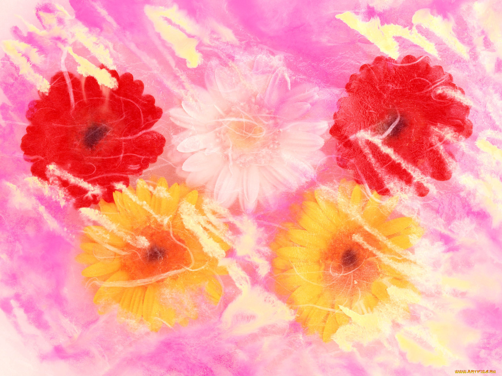 цветы, герберы