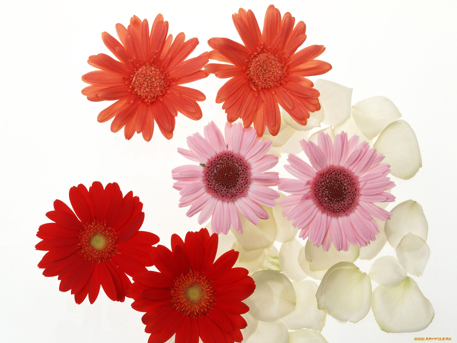 цветы, герберы