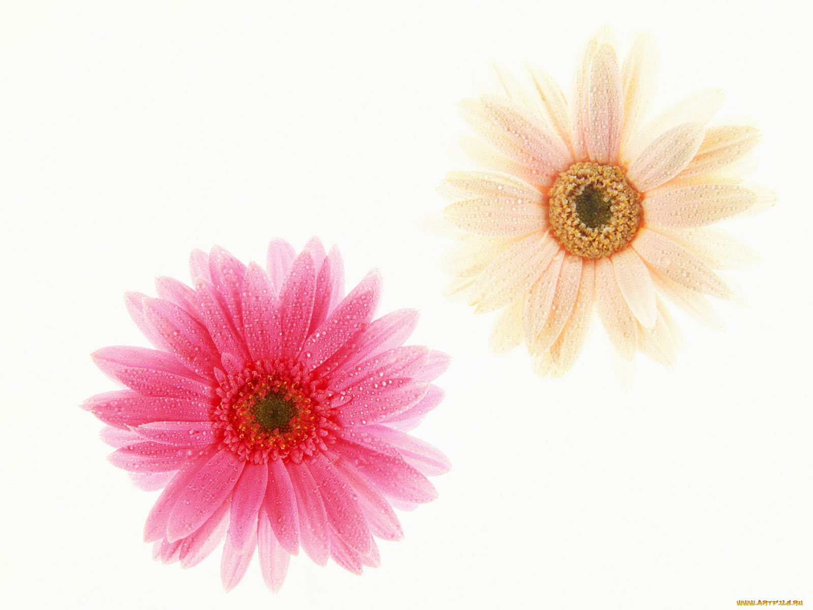 цветы, герберы