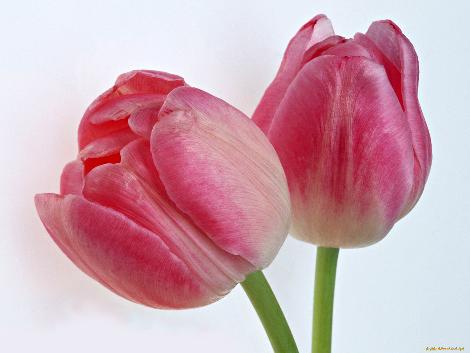 цветы, тюльпаны