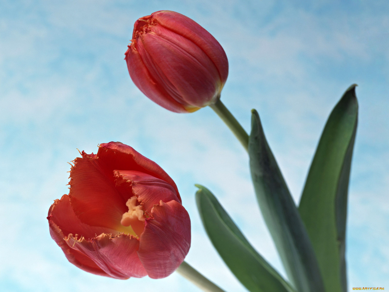 цветы, тюльпаны