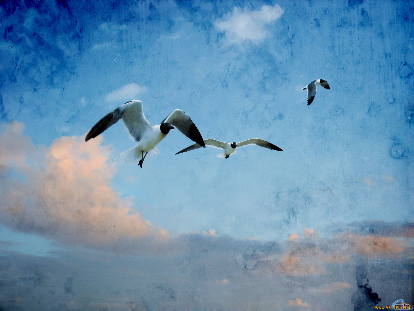 животные, Чайки, бакланы, крачки