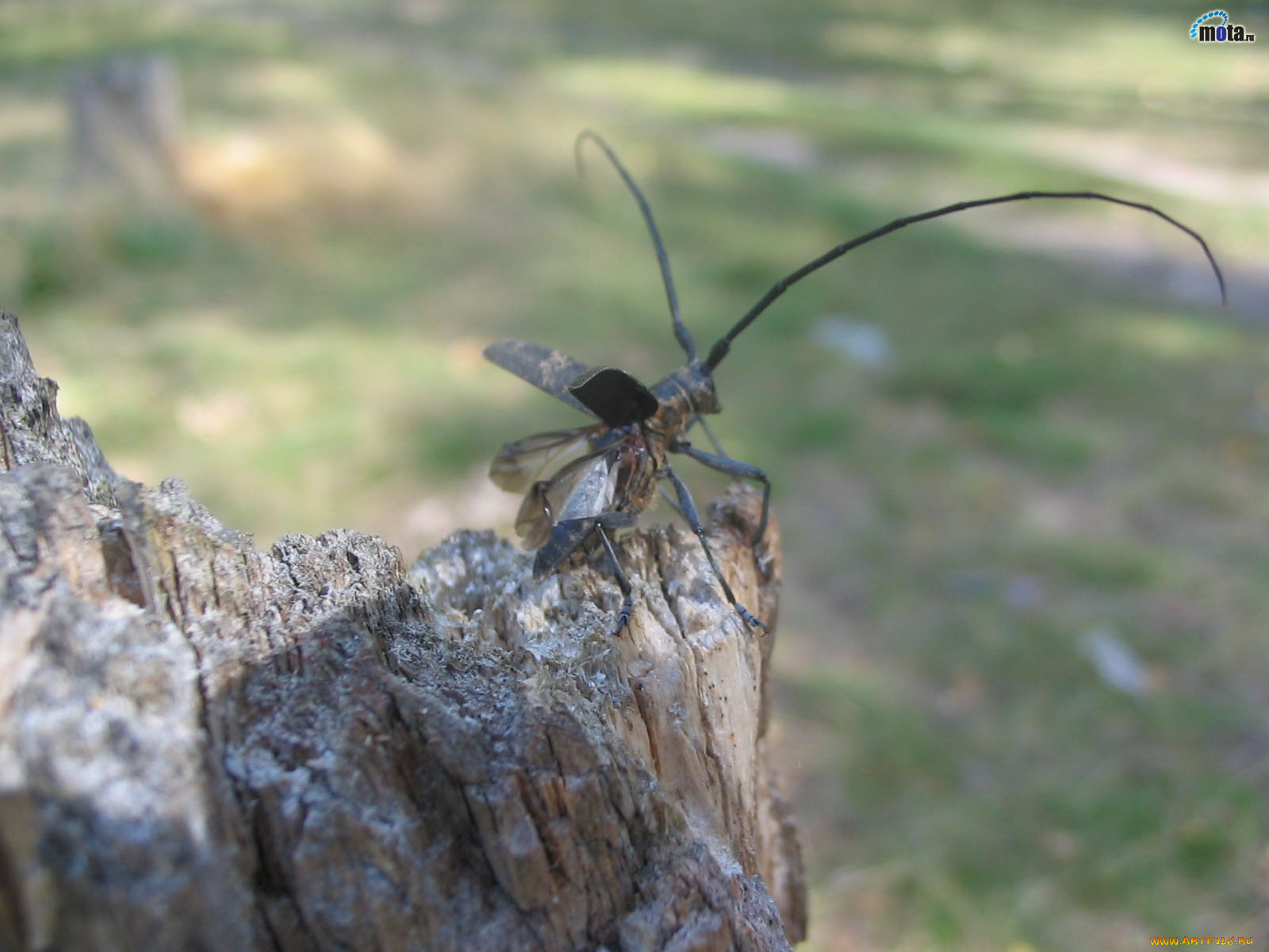 животные, насекомые