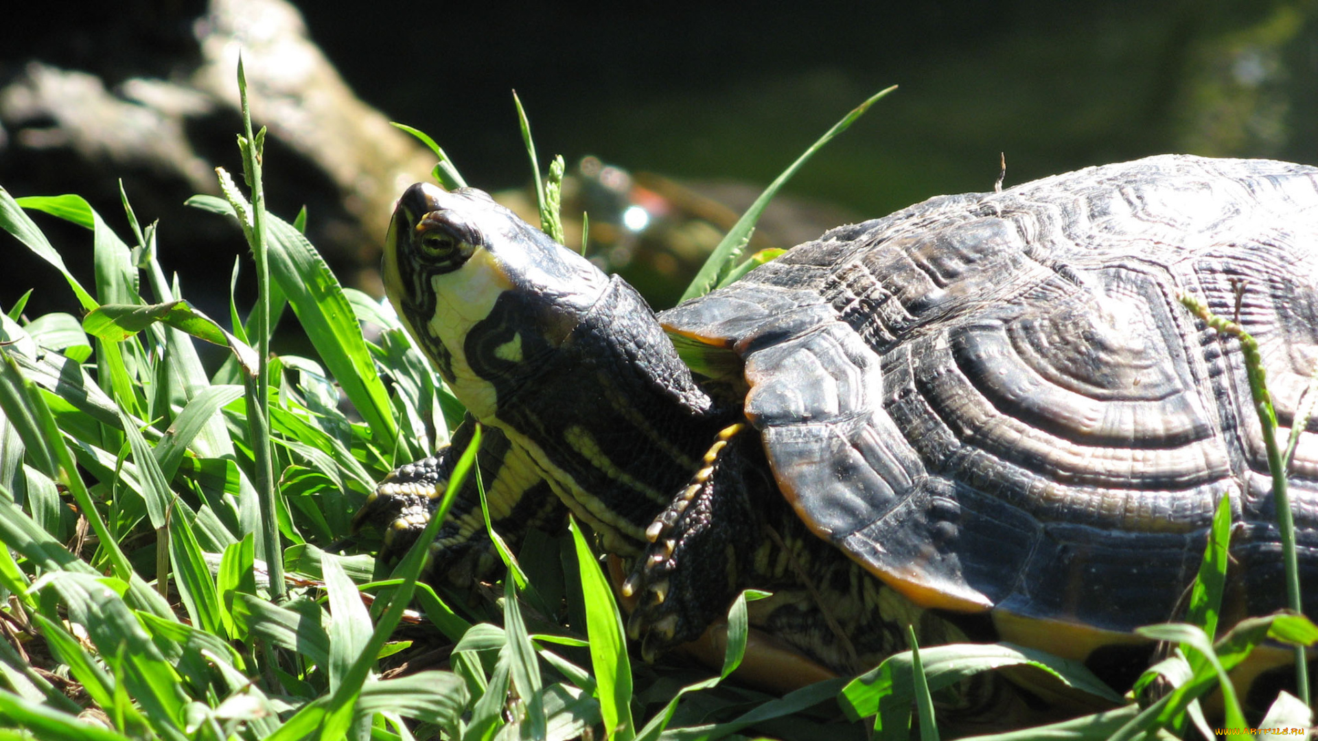 животные, Черепахи