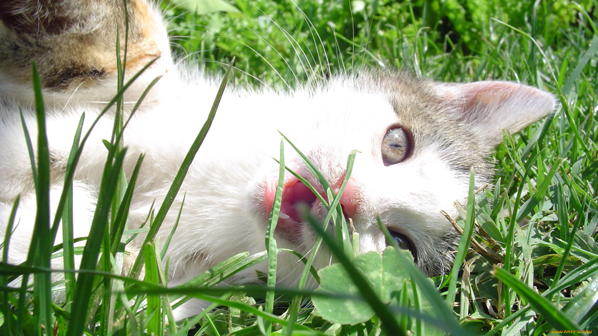 животные, коты