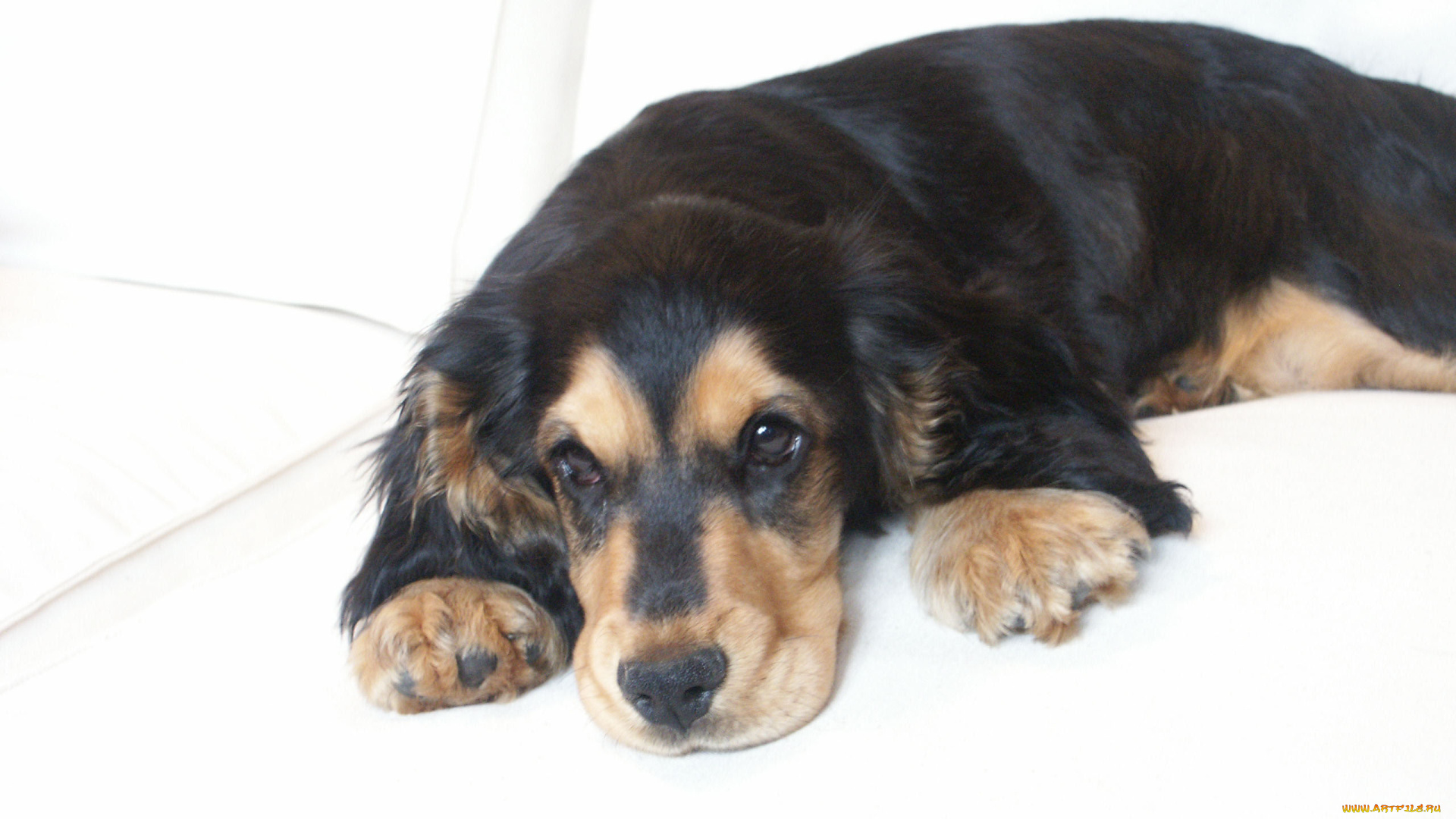 животные, собаки