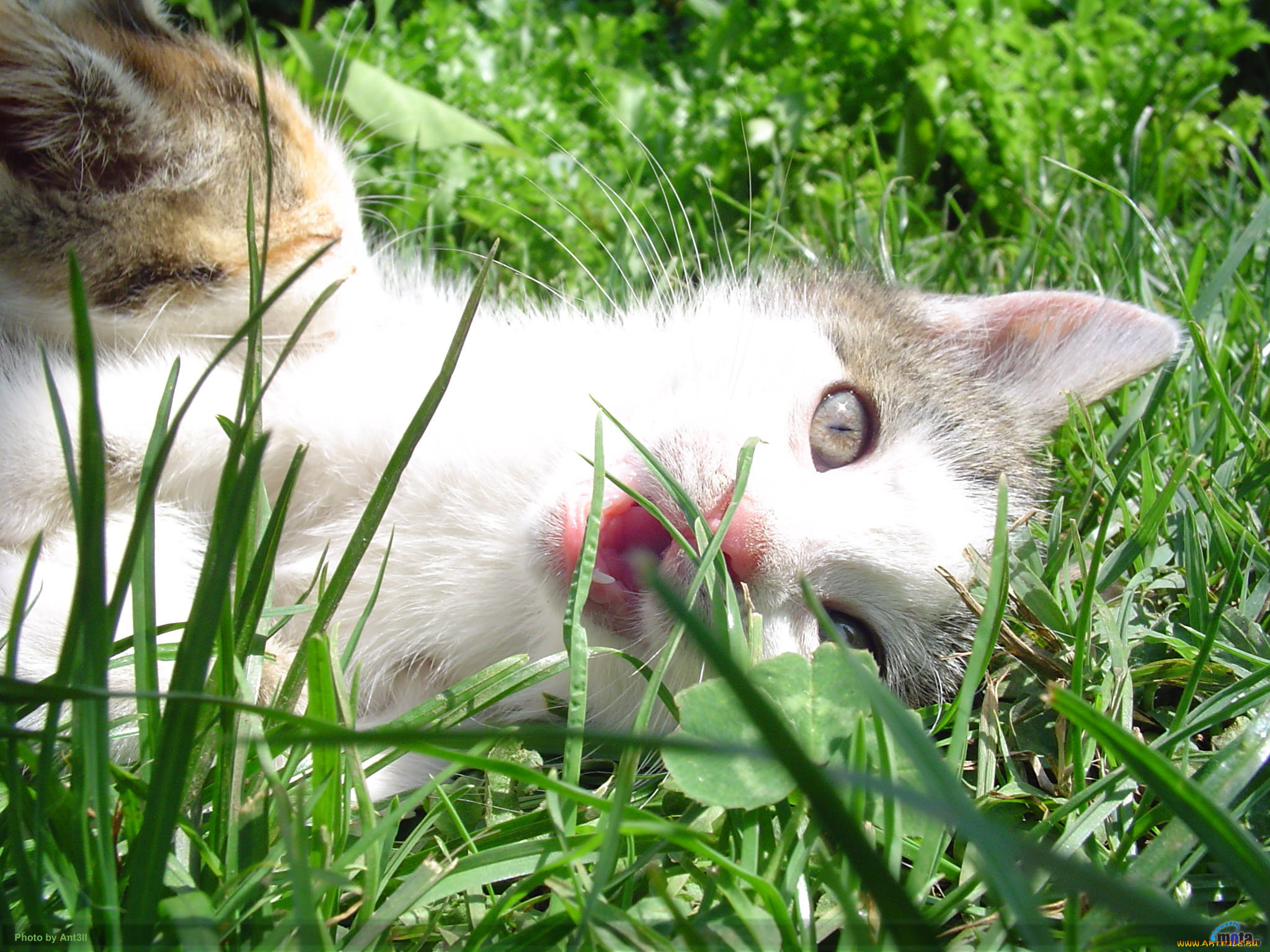 животные, коты