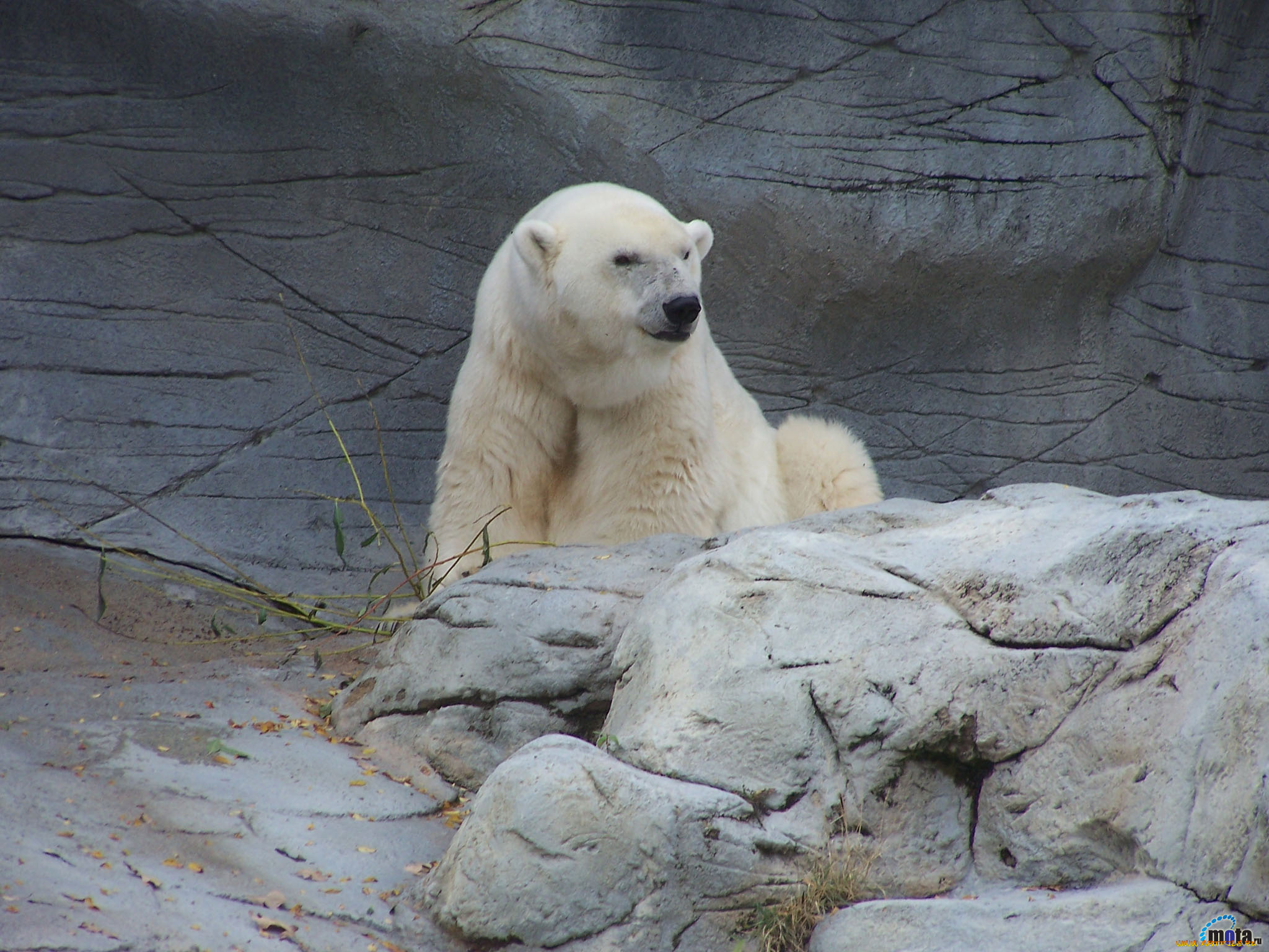 животные, медведи