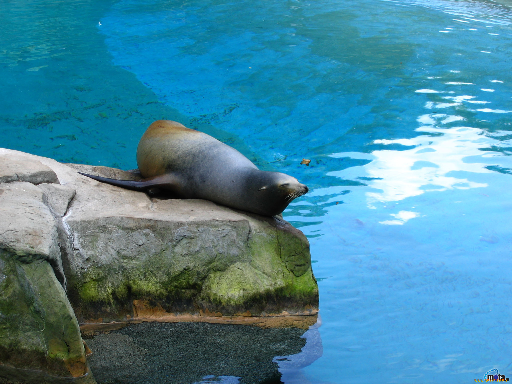 животные, тюлени, морские, львы, котики
