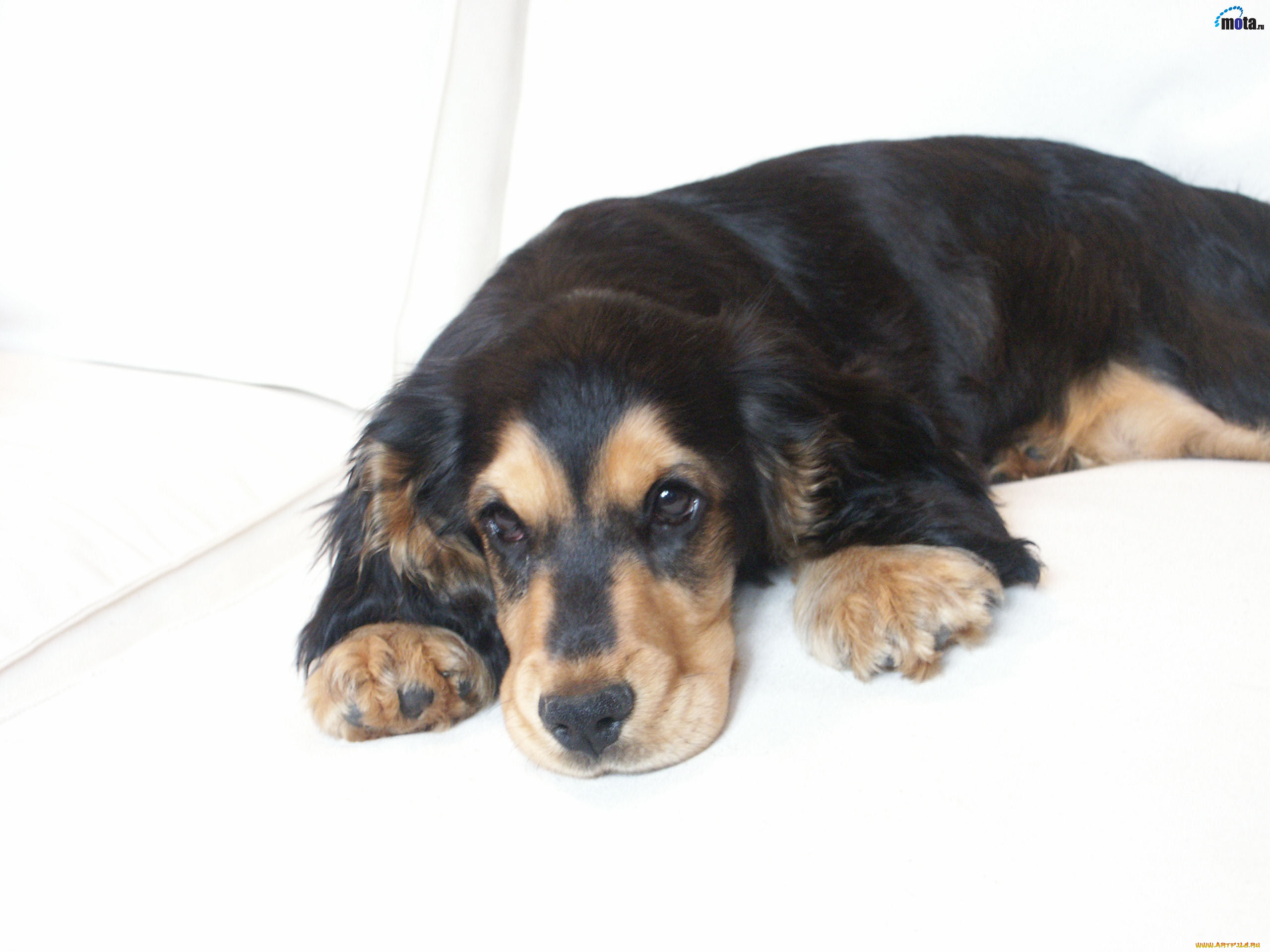 животные, собаки