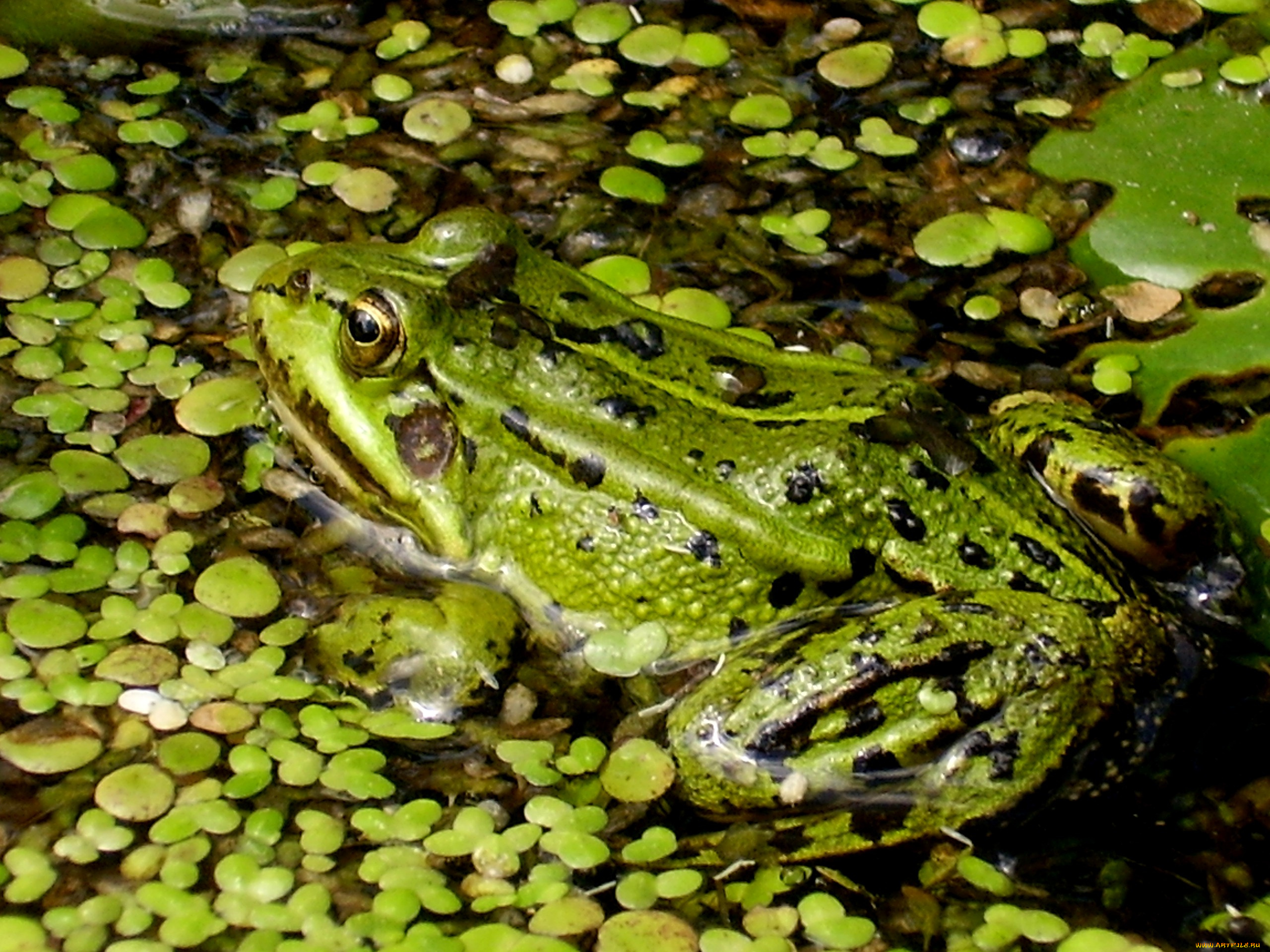 лягушка, животные, лягушки